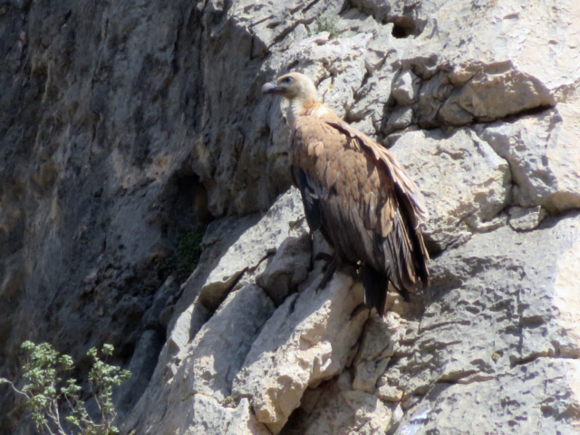 Caminito del Rey-Buitre Leonado