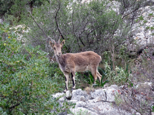 Caminito del Rey-Cabra Montesa